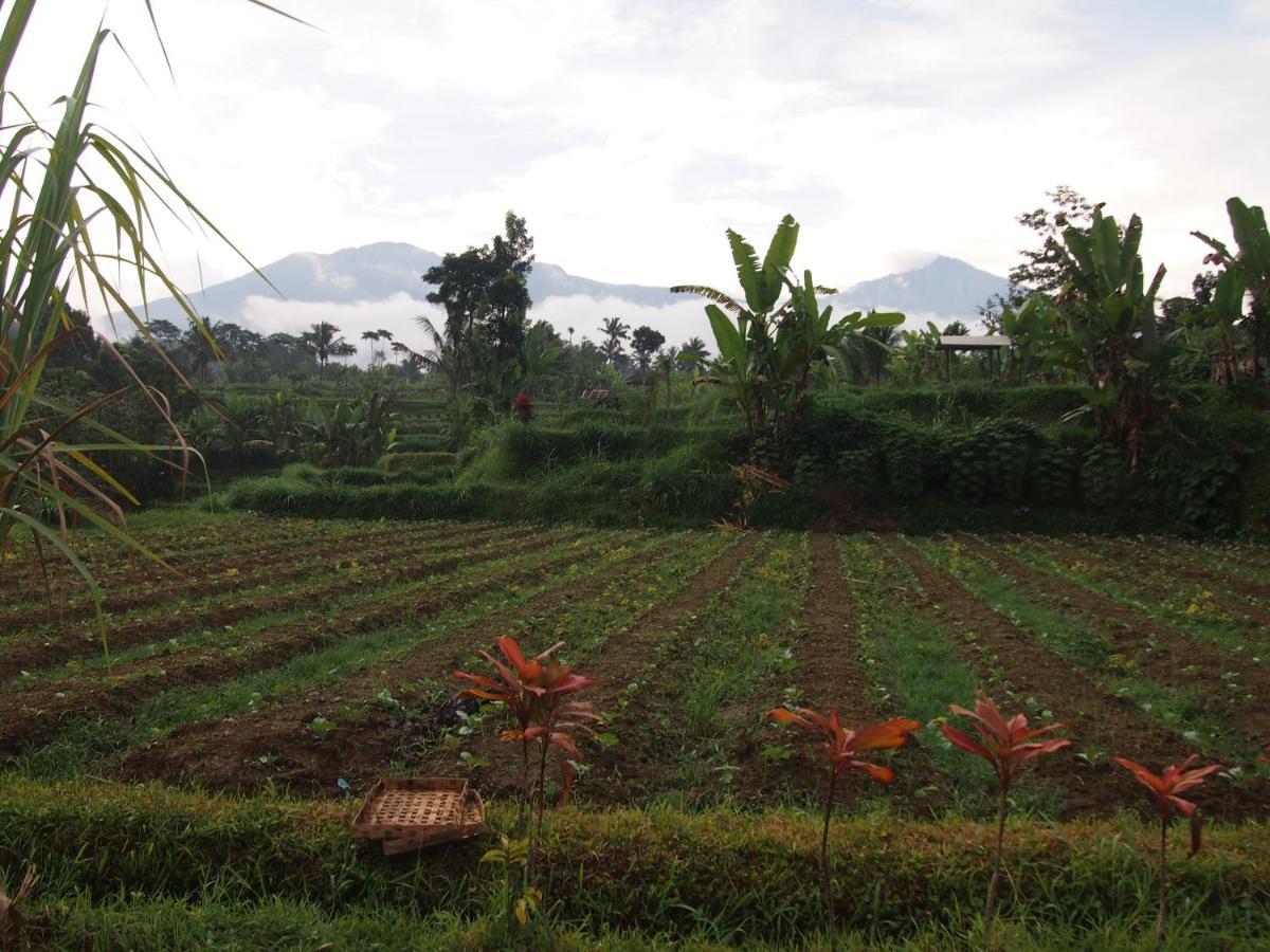Tetebatu Mountain View Homestay Buitenkant foto