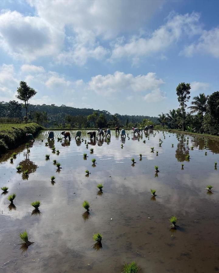 Tetebatu Mountain View Homestay Buitenkant foto