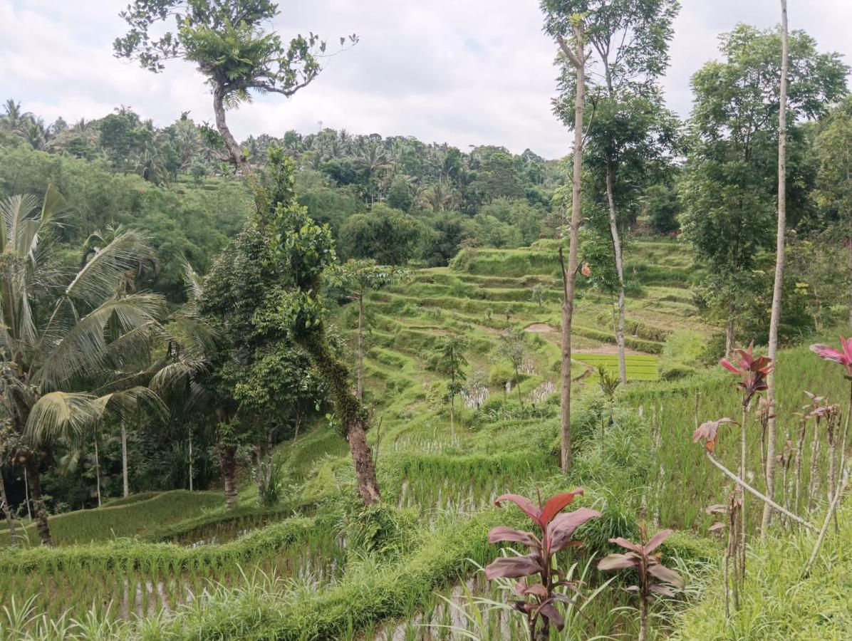 Tetebatu Mountain View Homestay Buitenkant foto